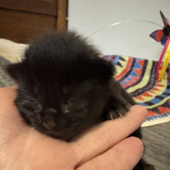 Lenore -  American Shorthair Cat for Adoption in Freeport, Florida - Lenore | PetCurious