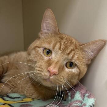 Grits - Coming Soon! -  Domestic Short Hair Cat for Adoption in Naperville, Illinois - Grits - Coming Soon! | PetCurious