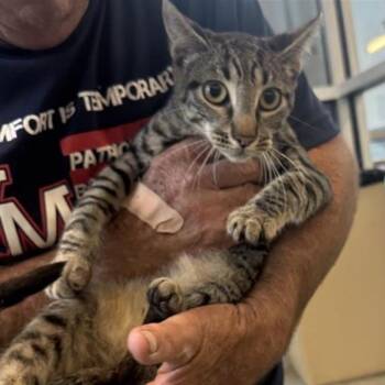 Domestic Short Hair Cats Available for Adoption in San Antonio, Texas - Buddy | PetCurious