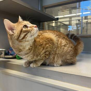 Mr. Mister -  Domestic Short Hair Cat for Adoption in Cedar Rapids, Iowa - Mr. Mister | PetCurious