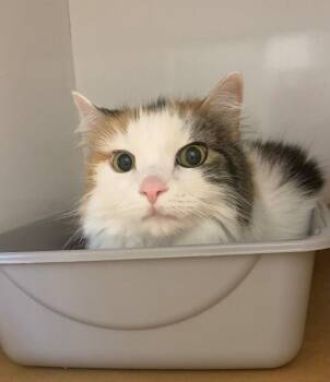 Cali -  Domestic Long Hair Cat for Adoption in Rochester, New York - Cali | PetCurious