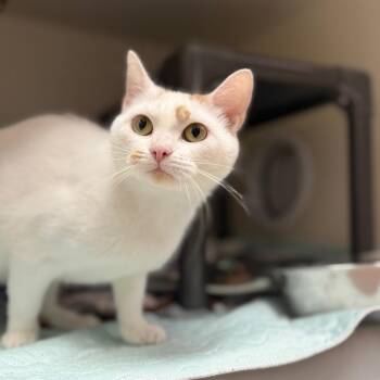 Carol -  Domestic Short Hair Cat for Adoption in Jacksboro, Tennessee - Carol | PetCurious