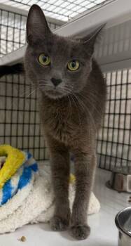 Mistelle -  Domestic Short Hair Cat for Adoption in Trenton, New Jersey - Mistelle | PetCurious