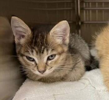 Pizza -  Domestic Short Hair Cat for Adoption in Vancouver, Washington - Pizza | PetCurious