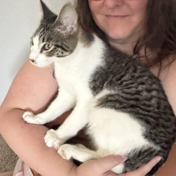 Domestic Short Hair Cats Available for Adoption - Guinness | PetCurious