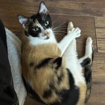 Catherine Wuthering Heights -  Calico and Domestic Short Hair Cat for Adoption in Friendswood, Texas - Catherine Wuthering Heights | PetCurious