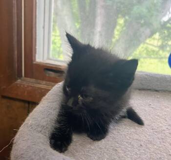 Iris -  Domestic Short Hair Cat for Adoption in Dorr, Michigan - Iris | PetCurious