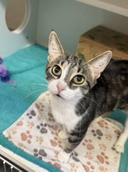 Kanga -  Domestic Short Hair Cat for Adoption in Harbor Springs, Michigan - Kanga | PetCurious