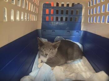 VANEK -  Domestic Short Hair Cat for Adoption in Kent, Washington - VANEK | PetCurious