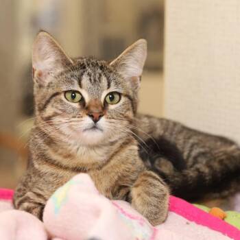 Delanie -  Domestic Short Hair Cat for Adoption in Evansville, Indiana - Delanie | PetCurious