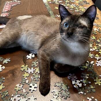 Rescue Domestic Short Hair and Burmese Cats for Adoption in Morrison, Colorado - Smokey Varga | PetCurious