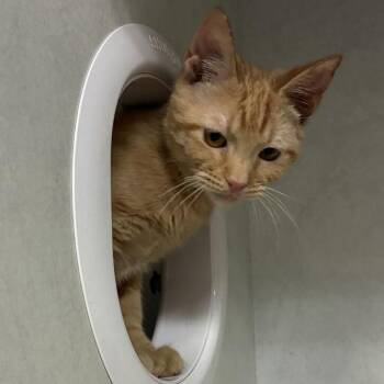 Pineapple -  Domestic Short Hair Cat for Adoption in Dayton, Ohio - Pineapple | PetCurious