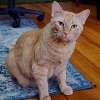 Domestic Short Hair Cats Available for Adoption in Chicago, Illinois - Sumo | PetCurious