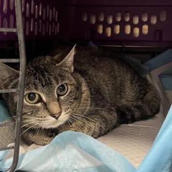 Bluebird -  Domestic Short Hair Cat for Adoption in Salt Lake City, Utah - Bluebird | PetCurious