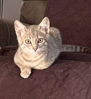 Rescue Domestic Short Hair Cats for Adoption in Aibonito, Aibonito - Nefertiti | PetCurious