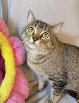 Ozzy -  Domestic Short Hair Cat for Adoption in Minneapolis, Minnesota - Ozzy | PetCurious