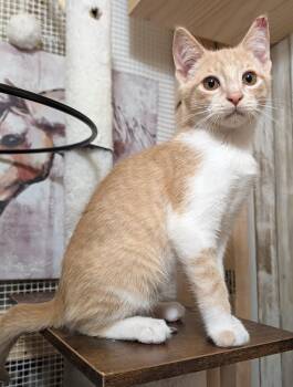 Pinto Bean -  Domestic Short Hair Cat for Adoption in Beaverton, Oregon - Pinto Bean | PetCurious