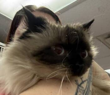 Domestic Long Hair and Siamese Cats Available for Adoption in Salisbury, Maryland - MacY | PetCurious