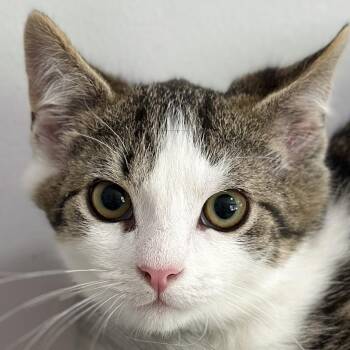 Monsieur Brun -  Domestic Short Hair Cat for Adoption in Victor, New York - Monsieur Brun | PetCurious