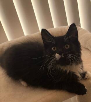 Figaro 2 -  Domestic Long Hair Cat for Adoption in Wyandotte, Michigan - Figaro 2 | PetCurious