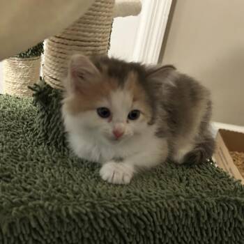Flower -  Domestic Short Hair Cat Available for Adoption in Chattanooga, Tennessee - Flower | PetCurious