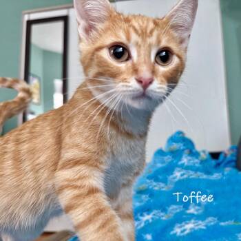 Domestic Short Hair Cats Available for Adoption - Toffee | PetCurious