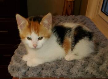 Calico Cats Available for Adoption in Livonia, Michigan - Fg Litter Cyndi | PetCurious