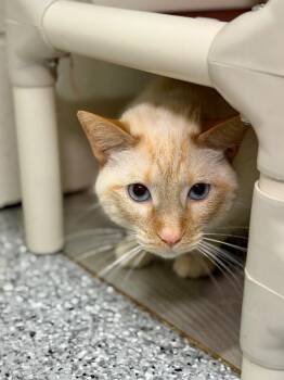 Hercules -  Domestic Short Hair Cat for Adoption in Fruit Heights, Utah - Hercules | PetCurious
