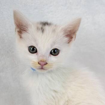Domestic Short Hair Cats Available for Adoption in Kennesaw, Georgia - Stitches | PetCurious
