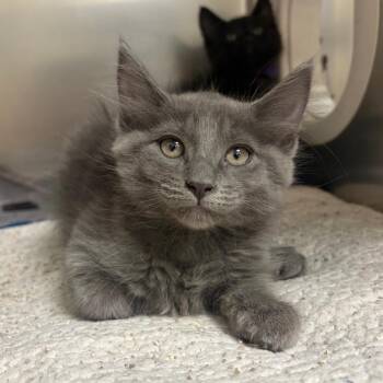 Absol -  Domestic Medium Hair Cat for Adoption in Milton, Florida - Absol | PetCurious