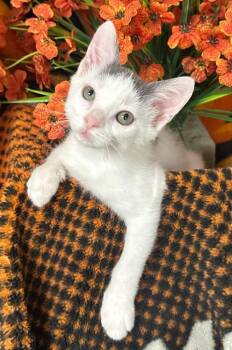 3/31/26 Damon -  Domestic Short Hair Cat for Adoption in Stillwater, Oklahoma - 3/31/26 Damon | PetCurious