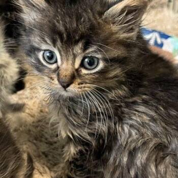 Poe -  Domestic Long Hair and Manx Cat for Adoption in Edmond, Oklahoma - Poe | PetCurious