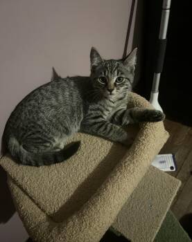 Bluebell -  Domestic Short Hair Cat for Adoption in Belchertown, Massachusetts - Bluebell | PetCurious
