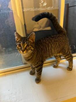 Sugar -  Domestic Short Hair Cat for Adoption in Fort Collins, Colorado - Sugar | PetCurious