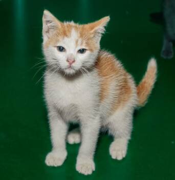 OTTAWA -  Domestic Short Hair Cat for Adoption in Cookeville, Tennessee - OTTAWA | PetCurious