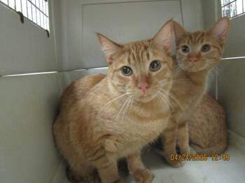 Domestic Short Hair Cats Available for Adoption in Marietta, Georgia - (600) | PetCurious