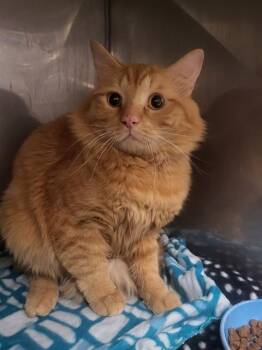 Domestic Long Hair Cats Available for Adoption - CHESTER | PetCurious