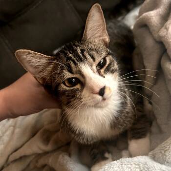 Rescue Domestic Short Hair Cats for Adoption in Fort Worth, Texas - Davina | PetCurious