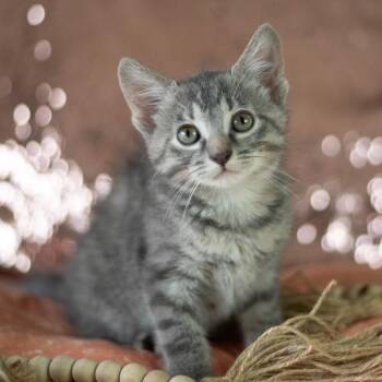Camille -  Domestic Short Hair Cat for Adoption in Brownsboro, Alabama - Camille | PetCurious