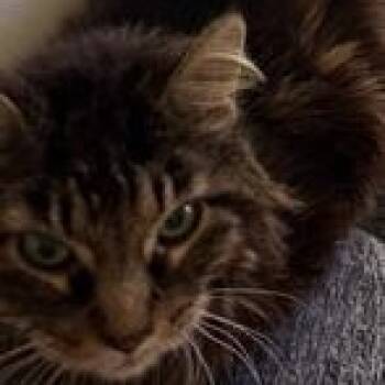 Abuelita -  Domestic Medium Hair Cat for Adoption in Holly, Michigan - Abuelita | PetCurious
