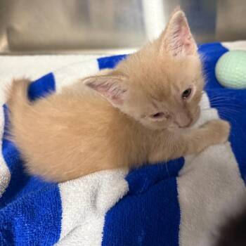 Jeff -  Domestic Short Hair Cat for Adoption in Lake Panasoffkee, Florida - Jeff | PetCurious