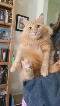 Domestic Long Hair and Tabby Cats Available for Adoption in Greensboro, Georgia - Bautista - Winterville, GA | PetCurious