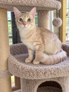 Orange Juice -  Domestic Short Hair Cat for Adoption in Houston, Texas - Orange Juice | PetCurious