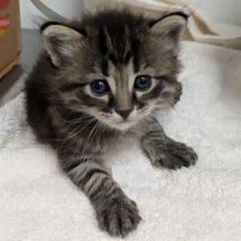 STRIPES -  Domestic Medium Hair Cat for Adoption in Camarillo, California - STRIPES | PetCurious