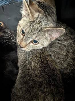 Marnie -  Domestic Short Hair Cat for Adoption in Cincinnati, Ohio - Marnie | PetCurious