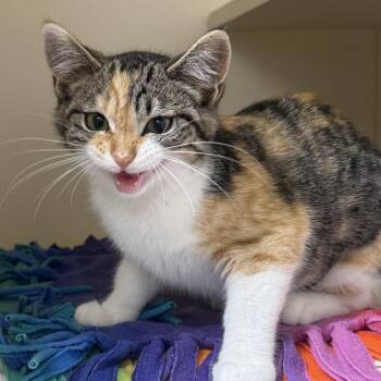 Amber -  Domestic Short Hair Cat for Adoption in Mauston, Wisconsin - Amber | PetCurious