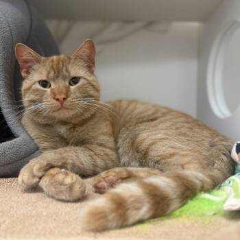 Domestic Short Hair Cats Available for Adoption in Philadelphia, Pennsylvania - Dust Pan Dan | PetCurious