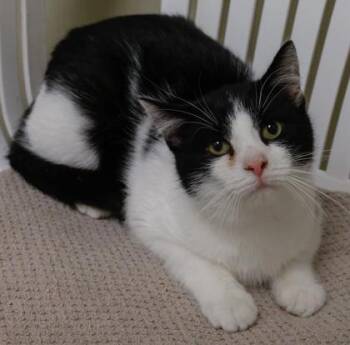 Bounce -  Domestic Short Hair Cat for Adoption in Verona, Wisconsin - Bounce | PetCurious