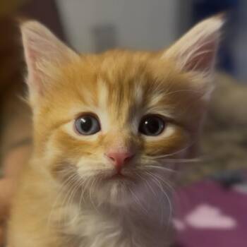 Domestic Short Hair Cats Available for Adoption - Teddy | PetCurious