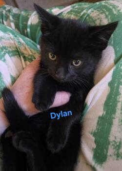 Dylan -  Domestic Short Hair Cat for Adoption in Jamesville, New York - Dylan | PetCurious